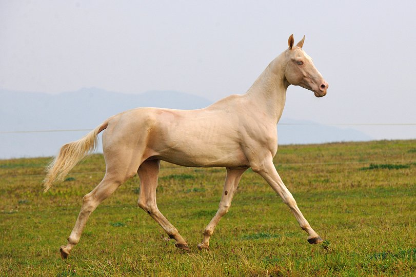 Gornostay - Akhal Teke Stallion